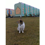 Zdjęcia użytkowników Nokia E66