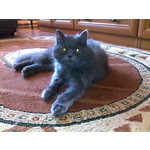 Zdjęcia użytkowników Nokia E66