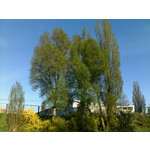 Zdjęcia użytkowników Nokia E66