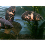 Zdjęcia użytkowników Nokia E66