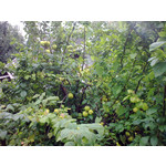 Zdjęcia użytkowników Nokia E75