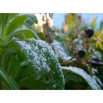 Zdjęcia użytkowników Nokia Lumia 1020