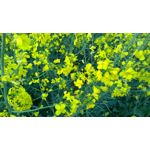 Zdjęcia użytkowników Nokia Lumia 1020