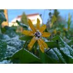 Zdjęcia użytkowników Nokia Lumia 1020