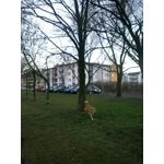 Zdjęcia użytkowników Nokia Lumia 530