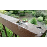 Zdjęcia użytkowników Nokia Lumia 620 Zdjęcia użytkowników Nokia Lumia 620