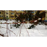 Zdjęcia użytkowników Nokia Lumia 620 Zdjęcia użytkowników Nokia Lumia 620