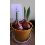 Zdjęcia użytkowników Nokia Lumia 620 Zdjęcia użytkowników Nokia Lumia 620