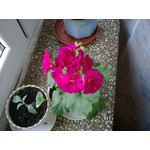 Zdjęcia użytkowników Nokia Lumia 625