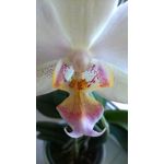 Zdjęcia użytkowników Nokia Lumia 625