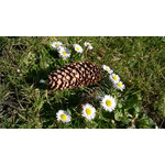 Zdjęcia użytkowników Nokia Lumia 625