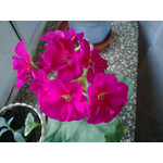 Zdjęcia użytkowników Nokia Lumia 625