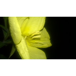 Zdjęcia użytkowników Nokia Lumia 625