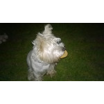 Zdjęcia użytkowników Nokia Lumia 625