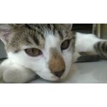 Zdjęcia użytkowników Nokia Lumia 625