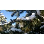 ZDJĘCIA Z TEGO TELEFONU