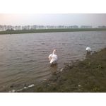 Zdjęcia użytkowników Nokia Lumia 635