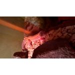 ZDJĘCIA Z TEGO TELEFONU