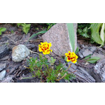 Zdjęcia użytkowników Nokia Lumia 720 Zdjęcia użytkowników Nokia Lumia 720