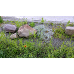 Zdjęcia użytkowników Nokia Lumia 720 Zdjęcia użytkowników Nokia Lumia 720