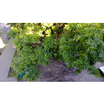 Zdjęcia użytkowników Nokia Lumia 720 Zdjęcia użytkowników Nokia Lumia 720