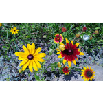 Zdjęcia użytkowników Nokia Lumia 720 Zdjęcia użytkowników Nokia Lumia 720