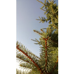 Zdjęcia użytkowników Nokia Lumia 720 Zdjęcia użytkowników Nokia Lumia 720