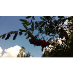 Zdjęcia użytkowników Nokia Lumia 720 Zdjęcia użytkowników Nokia Lumia 720