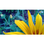 Zdjęcia użytkowników Nokia Lumia 720 Zdjęcia użytkowników Nokia Lumia 720