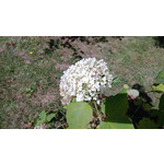 Zdjęcia użytkowników Nokia Lumia 720 Zdjęcia użytkowników Nokia Lumia 720