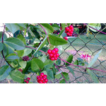 Zdjęcia użytkowników Nokia Lumia 720 Zdjęcia użytkowników Nokia Lumia 720