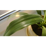 Zdjęcia użytkowników Nokia Lumia 720 Zdjęcia użytkowników Nokia Lumia 720