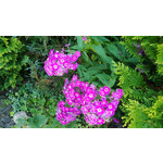 Zdjęcia użytkowników Nokia Lumia 720 Zdjęcia użytkowników Nokia Lumia 720