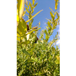 Zdjęcia użytkowników Nokia Lumia 720 Zdjęcia użytkowników Nokia Lumia 720