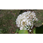 Zdjęcia użytkowników Nokia Lumia 720 Zdjęcia użytkowników Nokia Lumia 720