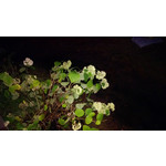 Zdjęcia użytkowników Nokia Lumia 720 Zdjęcia użytkowników Nokia Lumia 720