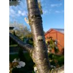 Zdjęcia użytkowników Nokia Lumia 730 Dual SIM