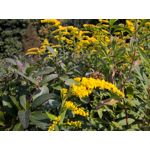 Zdjęcia użytkowników Nokia Lumia 830