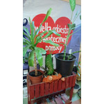 Zdjęcia użytkowników Nokia Lumia 920 Zdjęcia użytkowników Nokia Lumia 920