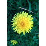 Zdjęcia użytkowników Nokia Lumia 925