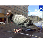 Zdjęcia użytkowników Nokia N73 ME