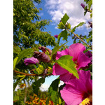 Zdjęcia użytkowników Nokia N78