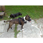 Zdjęcia użytkowników Nokia N80