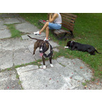 Zdjęcia użytkowników Nokia N80