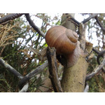 Zdjęcia użytkowników Nokia N82