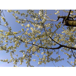 Zdjęcia użytkowników Nokia N82