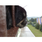 Zdjęcia użytkowników Nokia N82