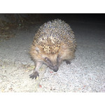 Zdjęcia użytkowników Nokia N82