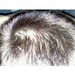 Zdjęcia użytkowników Nokia N82