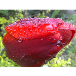 Zdjęcia użytkowników Nokia N82